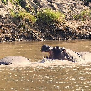 Hippo's in Zambia