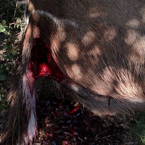 Wounded Kudu killed during the night by a Leopard