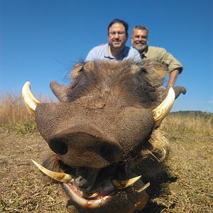 South Africa Hunt Warthog