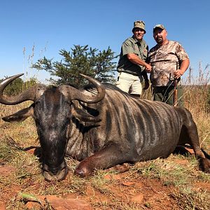 South Africa Hunting Blue Wildebeest