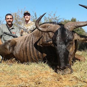 Hunting Blue Wildebeest in South Africa