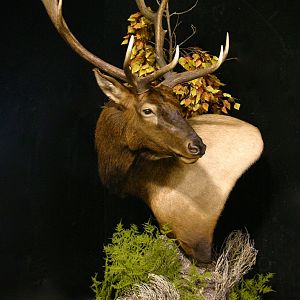 Elk Pedestal Shoulder Mount