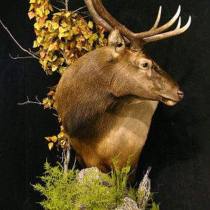 Elk Pedestal Shoulder Mount