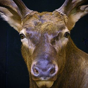 Elk Pedestal Shoulder Mount Close Up