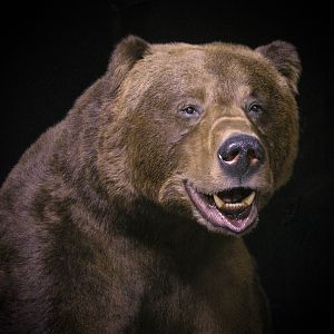 10 Footer Brown Bear Full Mount Taxidermy