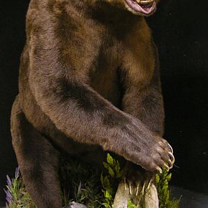 10 Footer Brown Bear Full Mount Taxidermy