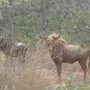 Golden Wildebeest South Africa