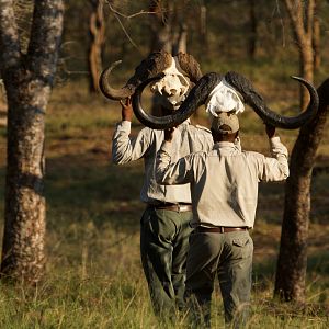 Cape Buffalo Hunting South Africa