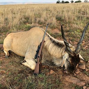 Hunt Eland in South Africa