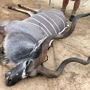 56” Inch Kudu Hunting South Africa