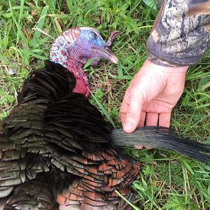 Hunting Turkey Canada