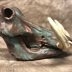 Copper Clad Warthog Skull