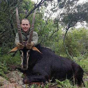 South Africa Hunting Sable Antelope