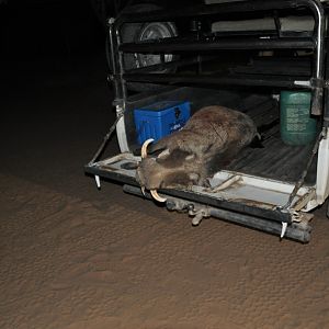 Warthog Hunting Namibia