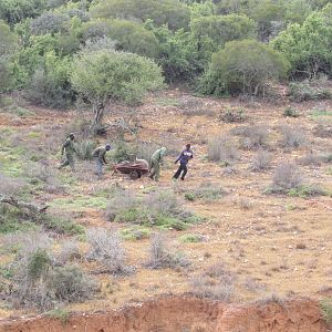 Hunting Kudu South Africa