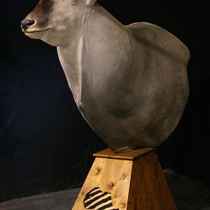 Eland Shoulder Mount Pedestal Taxidermy