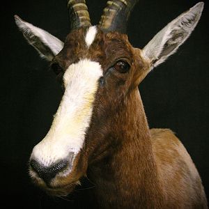 Blesbok Shoulder Mount Taxidermy