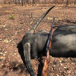 Asiatic Water Buffalo Hunting in Australia
