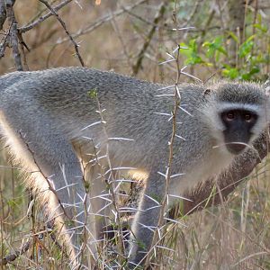 Vervet Monkey South Africa