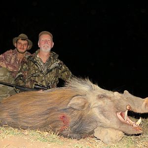 Hunt Bushpig in South Africa