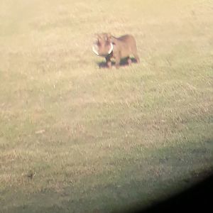 Warthog in the scope