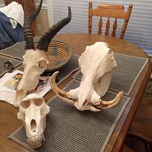 European Skull Mounts of Blesbok, Warthog & Baboon
