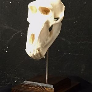 Baboon European Skull Mount Taxidermy