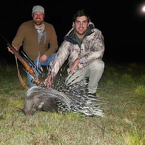 Hunting African Porcupine South Africa