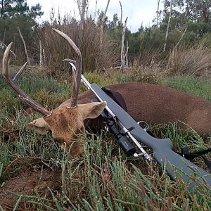 Australia Hunting Sambar Deer