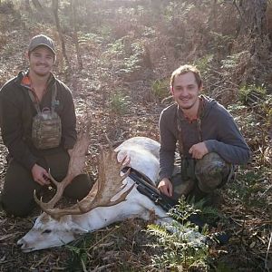 White Fallow Deer Hunting Australia