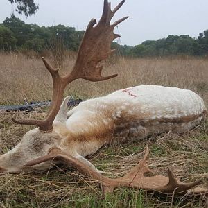 Hunting White Fallow Deer in Australia