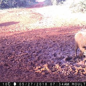 Trail Cam Pictures of Cape Buffalo South Africa