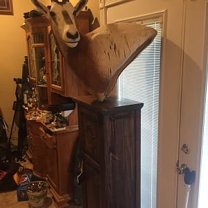 Scimitar Oryx Shoulder Mount Pedestal Taxidermy