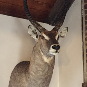 Waterbuck Shoulder Mount Taxidermy