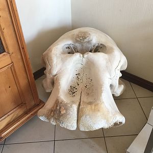 Elephant Skull