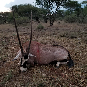 Gemsbok Hunting South Africa