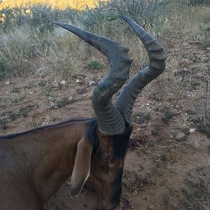 Hunt Red Wildebeest in Namibia