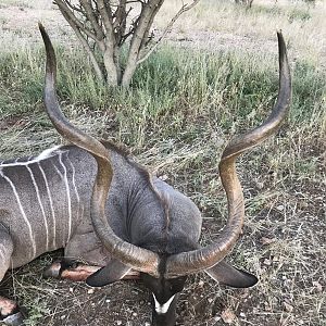 Namibia Hunting 50/51" Inch Kudu