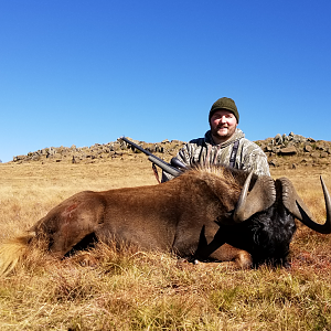 South Africa Hunt Black Wildebeest