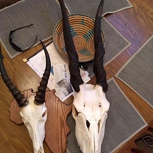 Blesbok & Eland European Skull Mounts Taxidermy