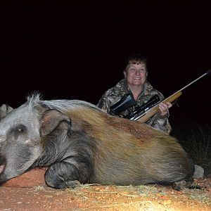 Bushpig Hunting South Africa