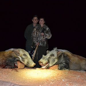 South Africa Hunt Bushpig