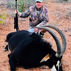 Sable Antelope Hunt South Africa