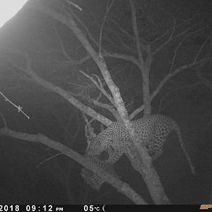 Zimbabwe Leopard Trail Cam Pictures