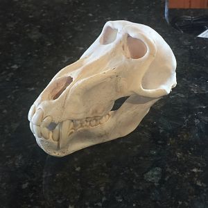 Baboon European Skull Mount Taxidermy