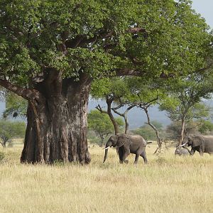Elephant Kenya & Tanzania