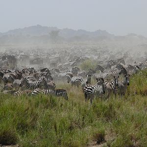 Zebra Kenya & Tanzania