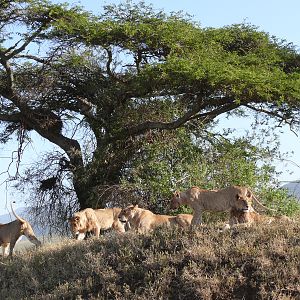 Lion Kenya & Tanzania