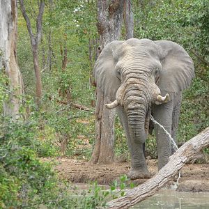 Elephant Zimbabwe