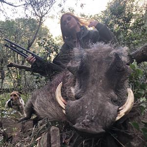 South Africa Hunting Warthog